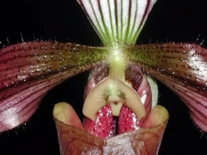 Bild von Paphiopedilum purpuratum 2